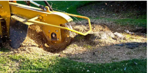 stump removal contractors