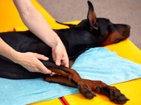 CCL tear in dogs therapy recovery