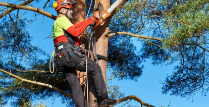 tree arborist Adelaide Hills
