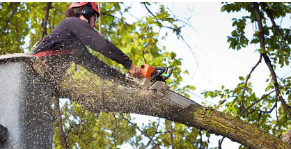 tree removal Adelaide Hills